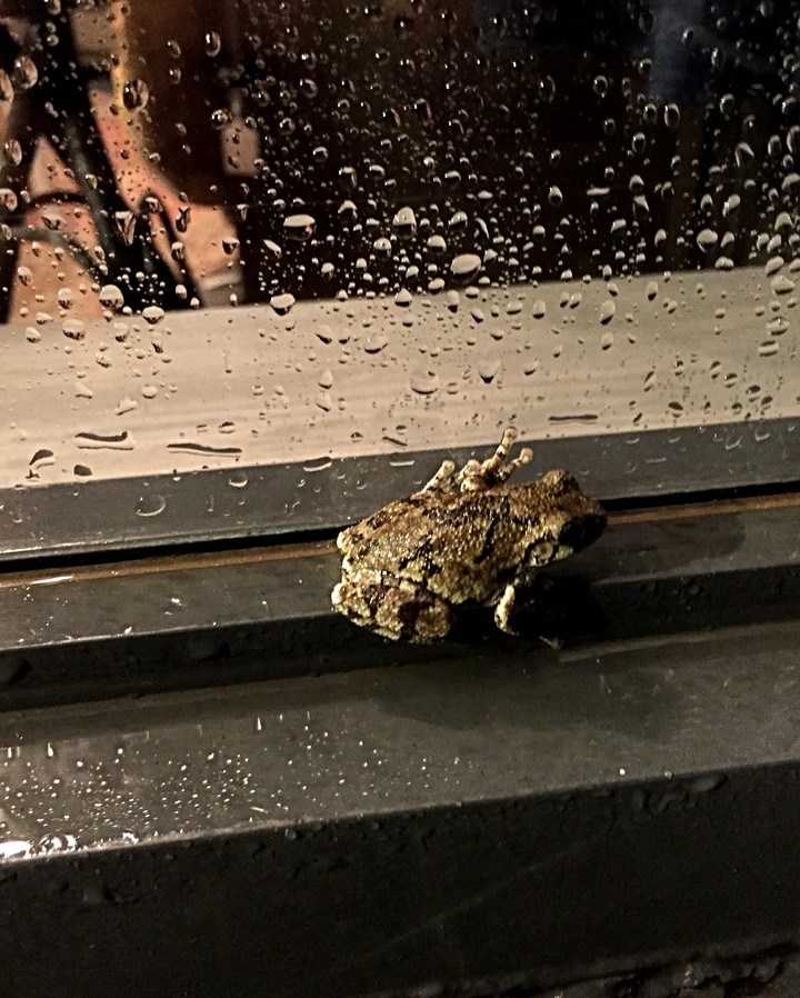 Saved for a Rainy Night