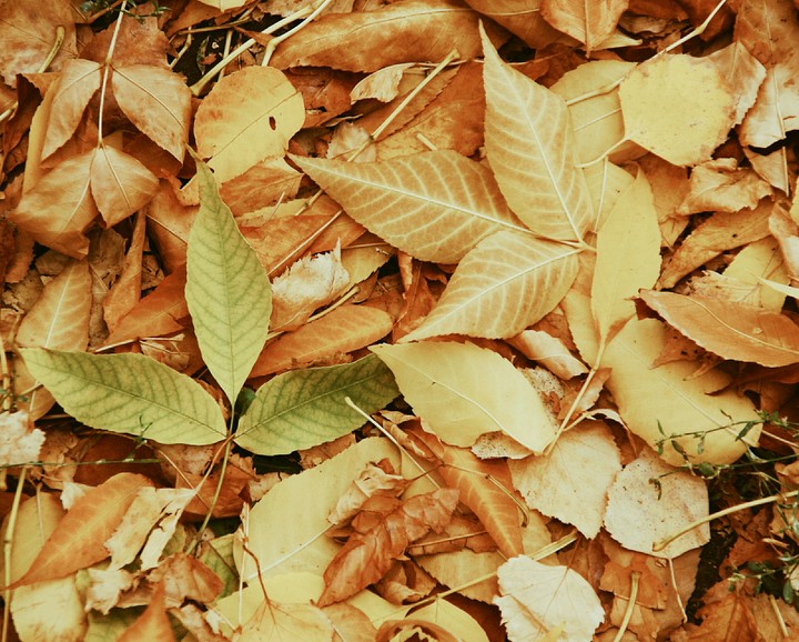 autumn