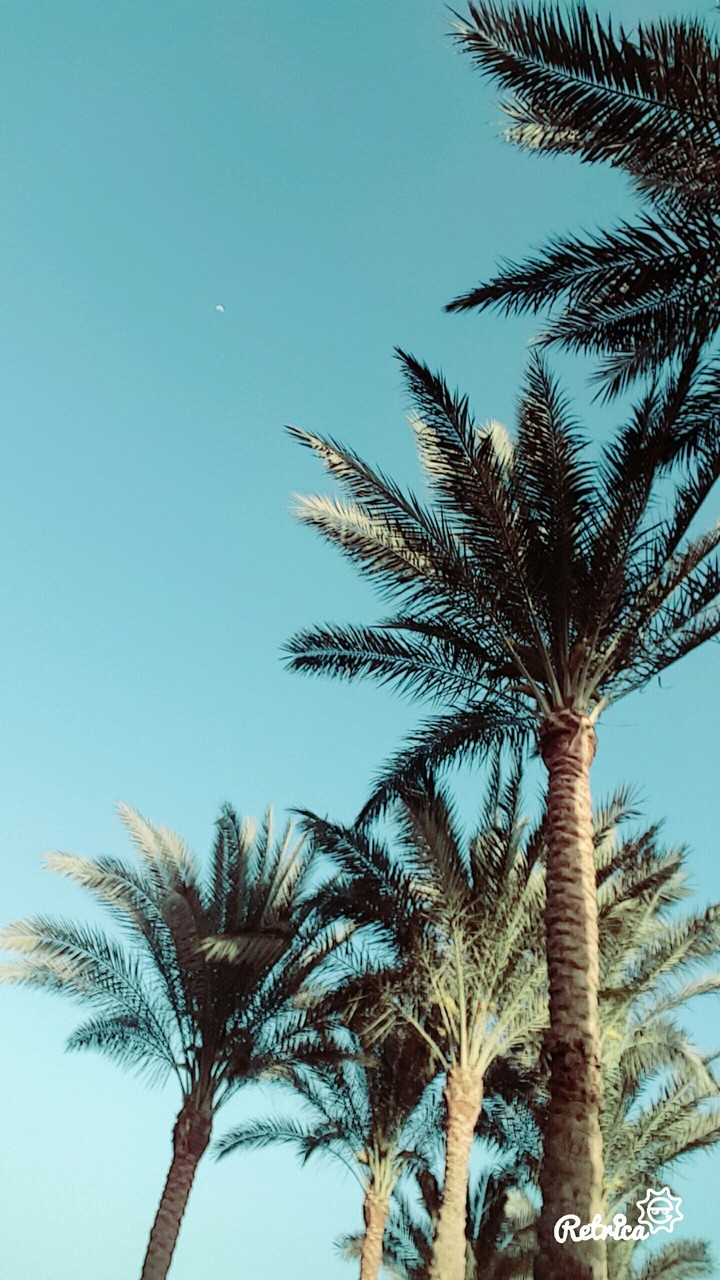 Trees