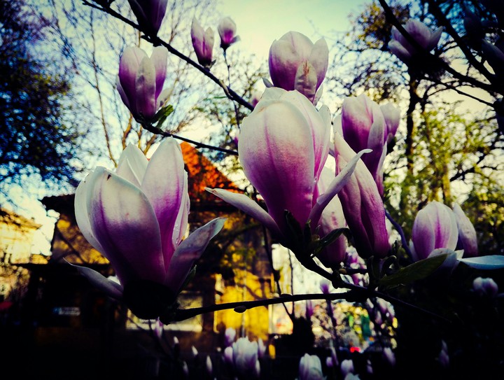 Magnolia