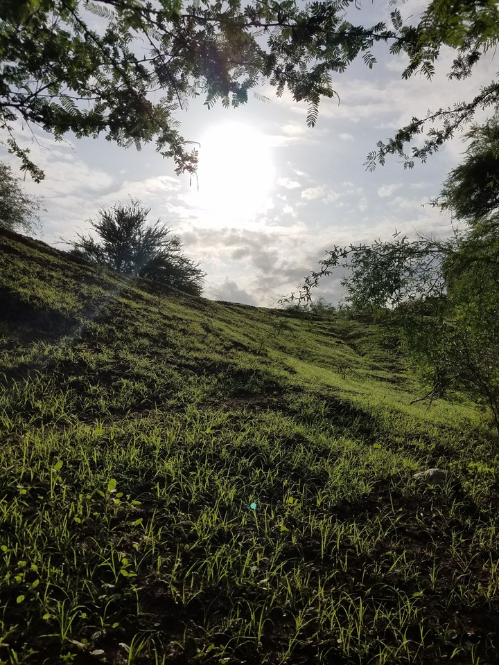Amanecer en la hierba.
