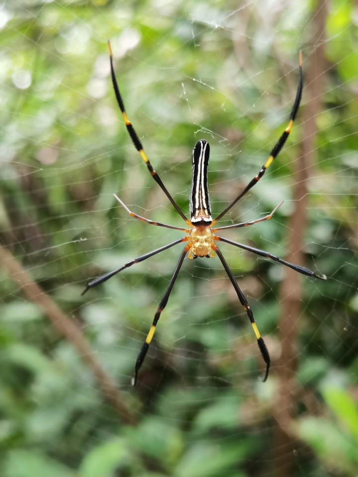 spider