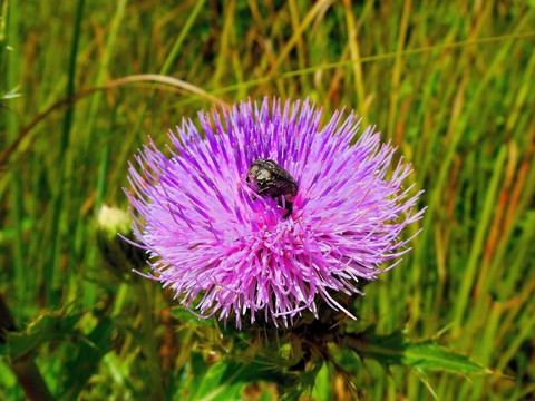 Beauty and the beetle
