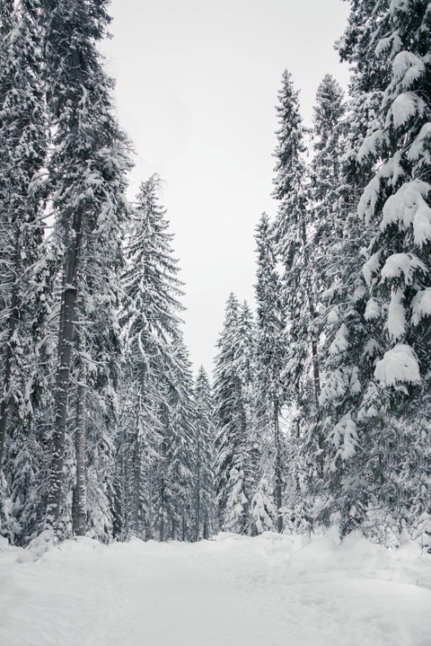 Russian forest in winter