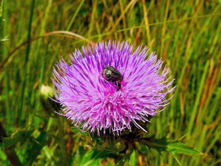 Beauty and the beetle