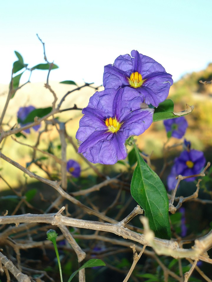 ~Purple beauty.