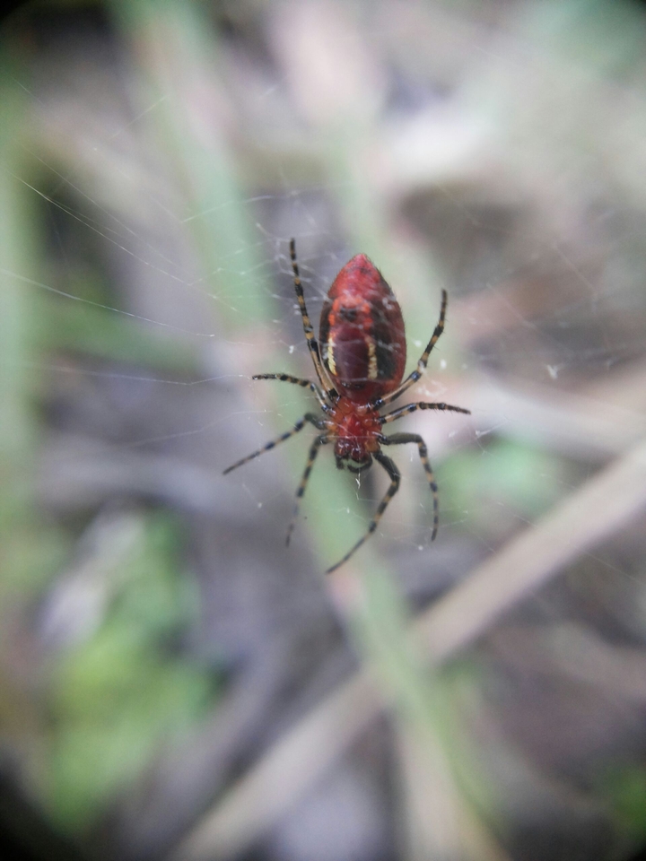 aranha