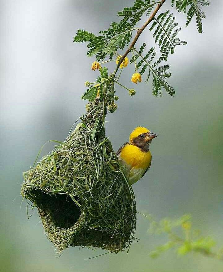 bird