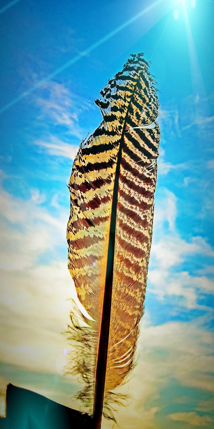 Feather Touvh