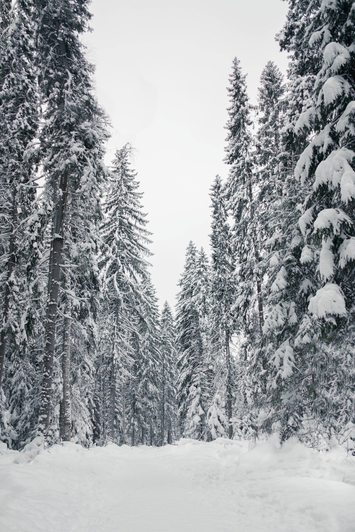 Russian forest in winter
