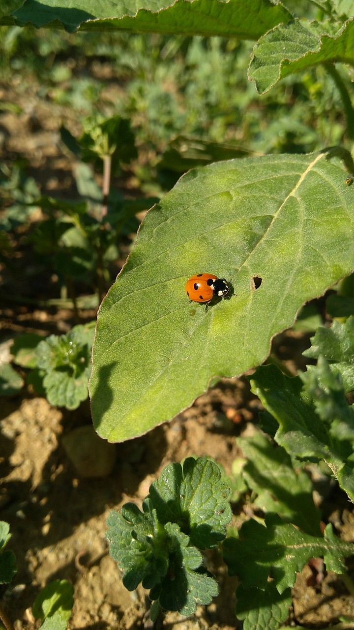 ladybug