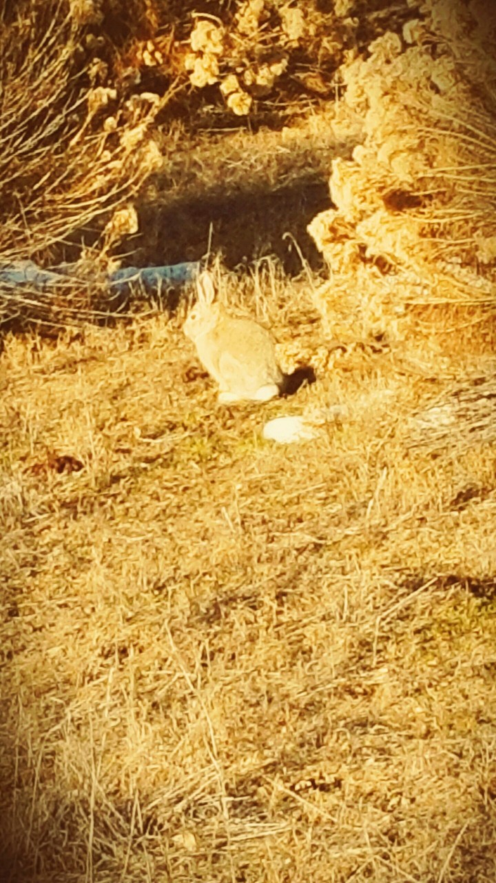 wildlife rocks