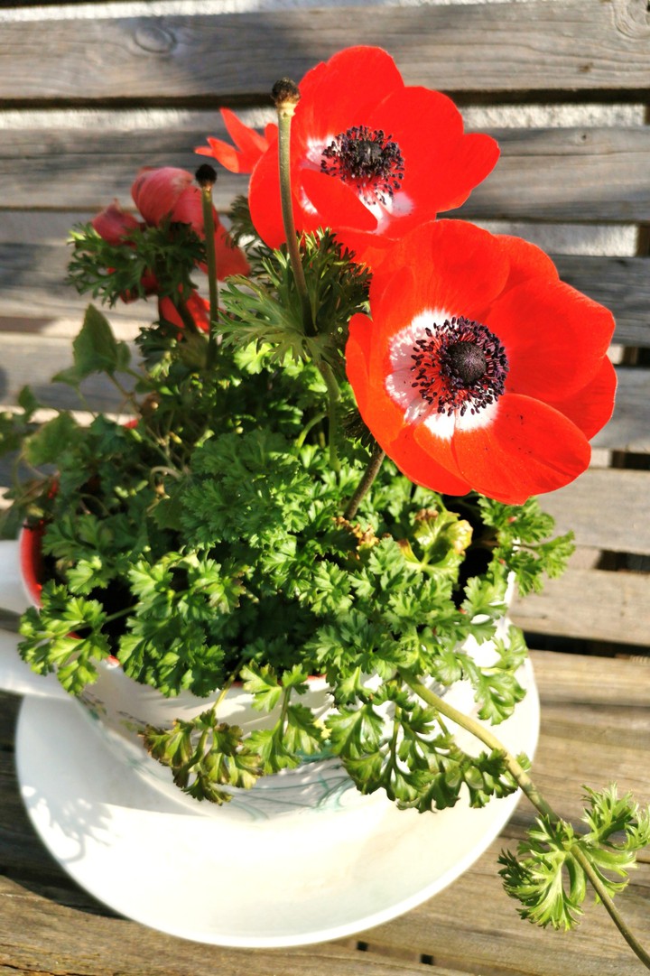 rote Anemone