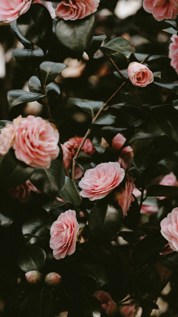 spring / flowers || весна / цветы