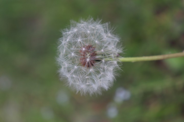 민들레
