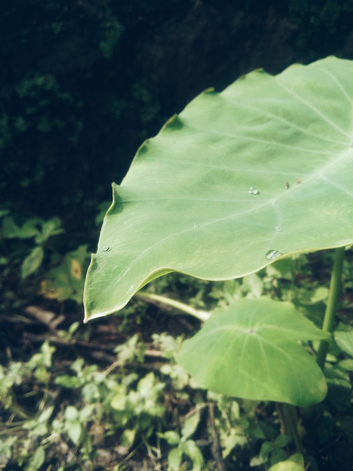 Nature 01