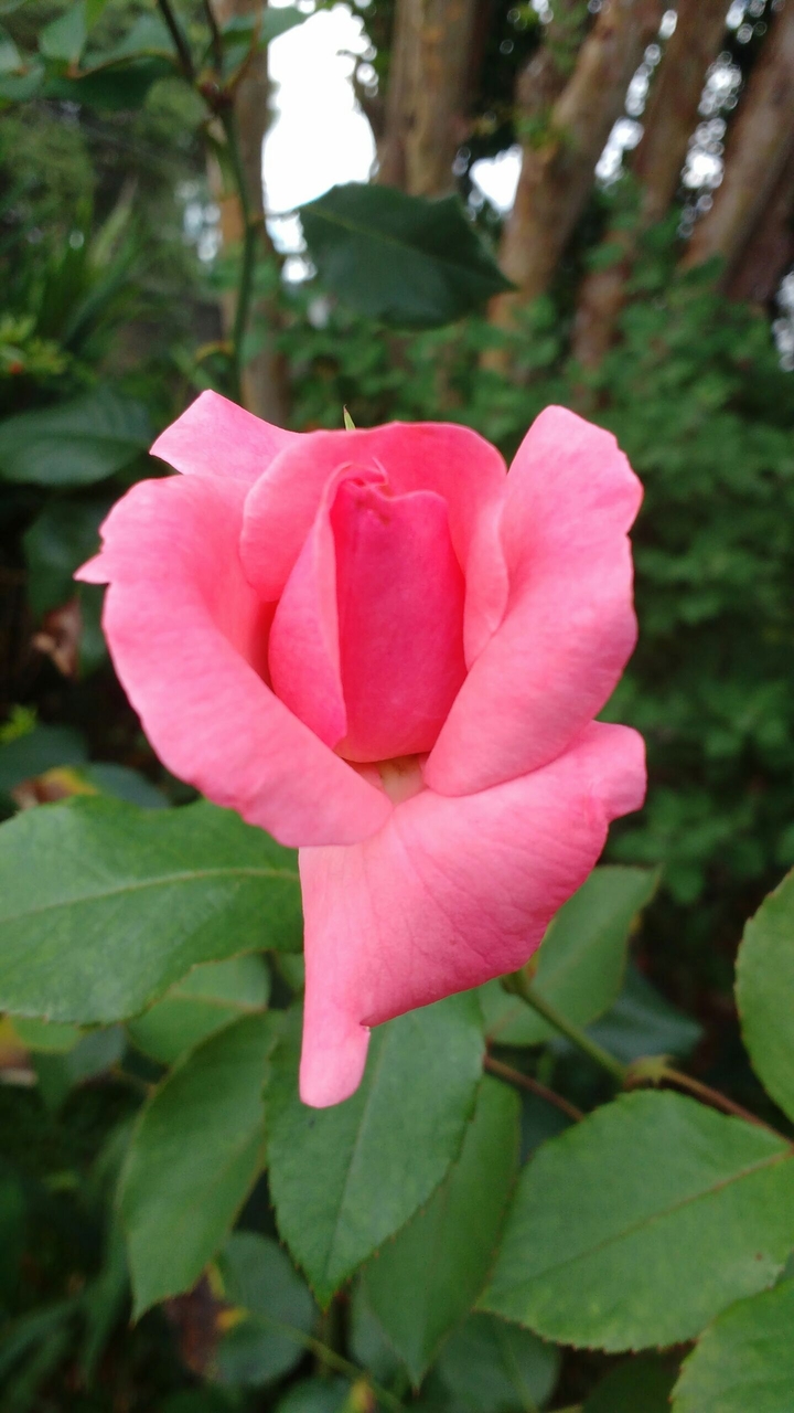 Rosa