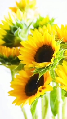 Sun flowers! ❤