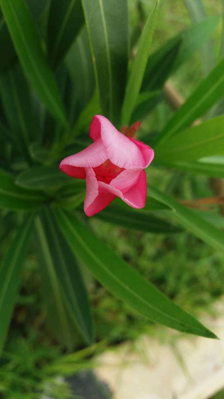Flower