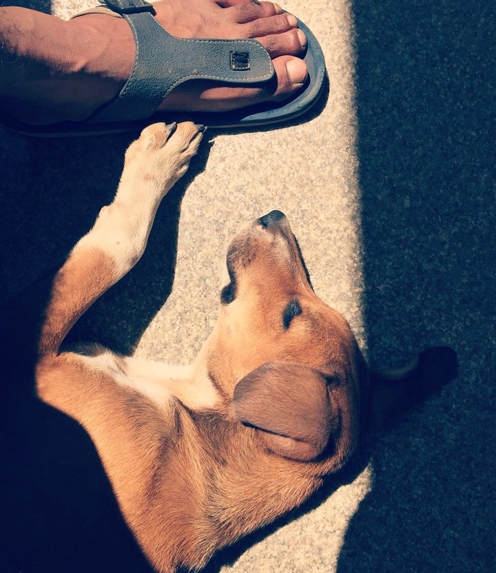 sleepy snOopy :)