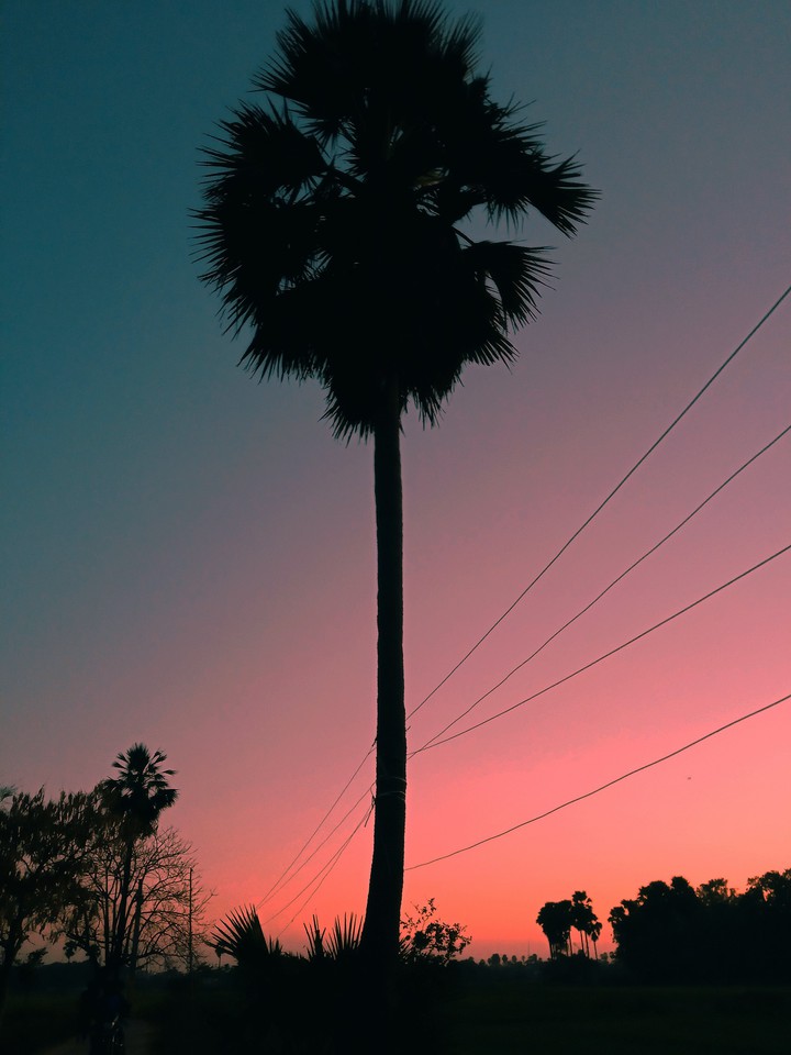 palm tree