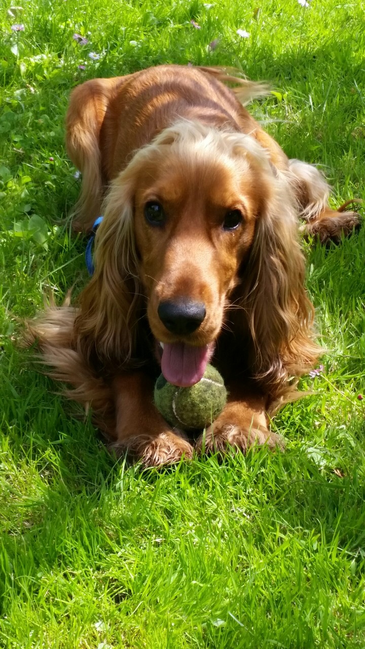 cocker spaniel