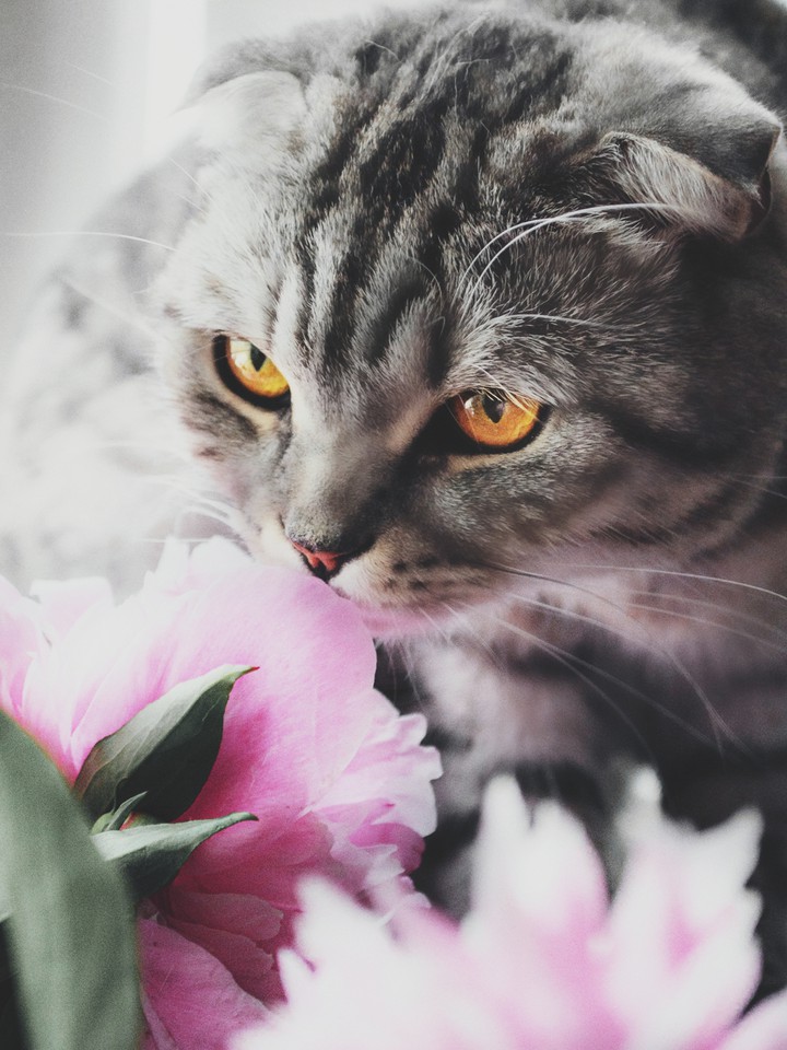 #cat #кот #кошки