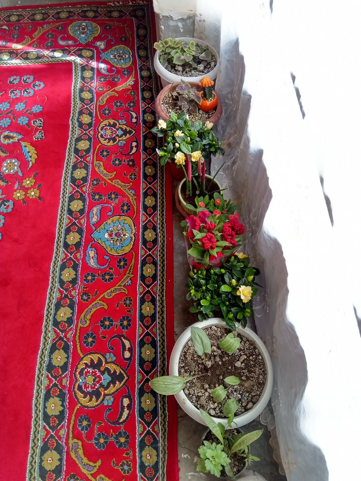 kurd