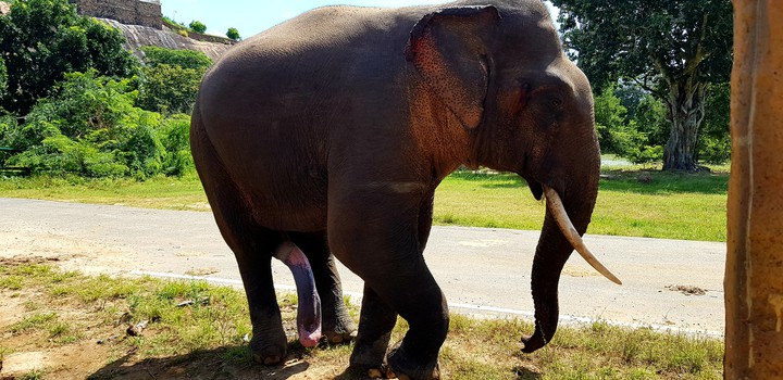 Sri lankan wild elephant