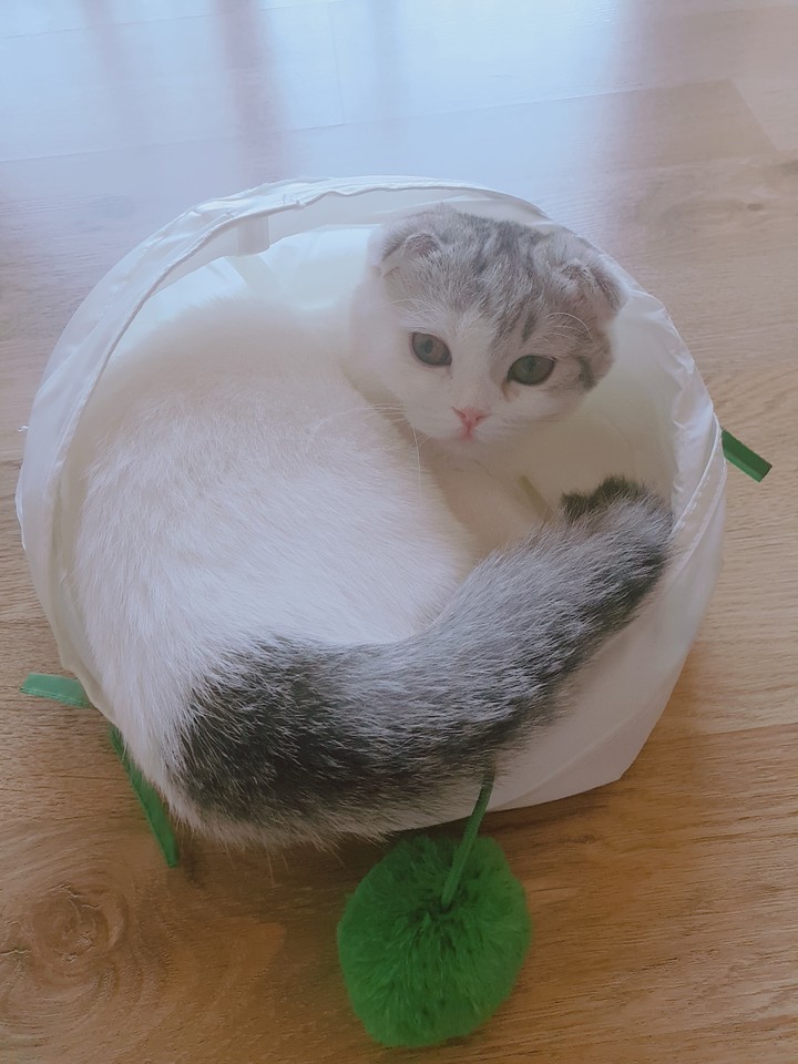 호두왕자~
