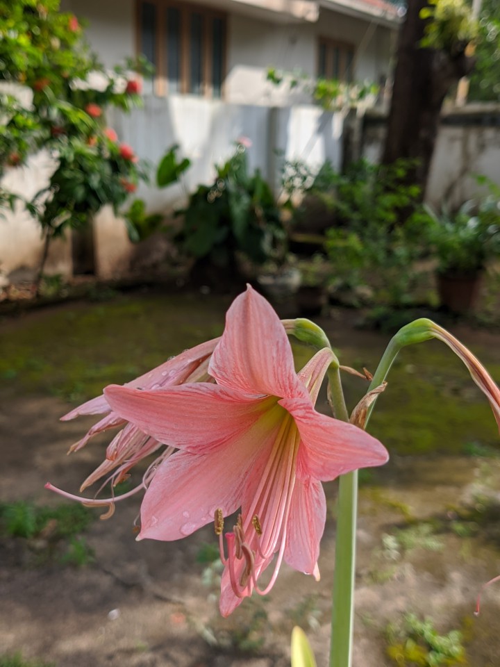 flower