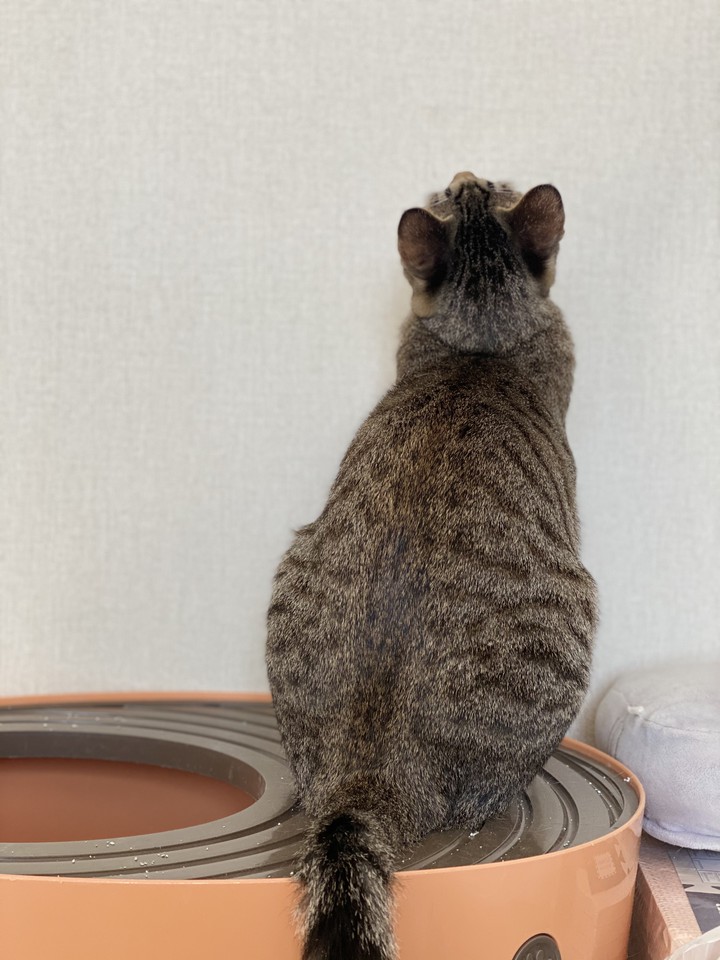 cat