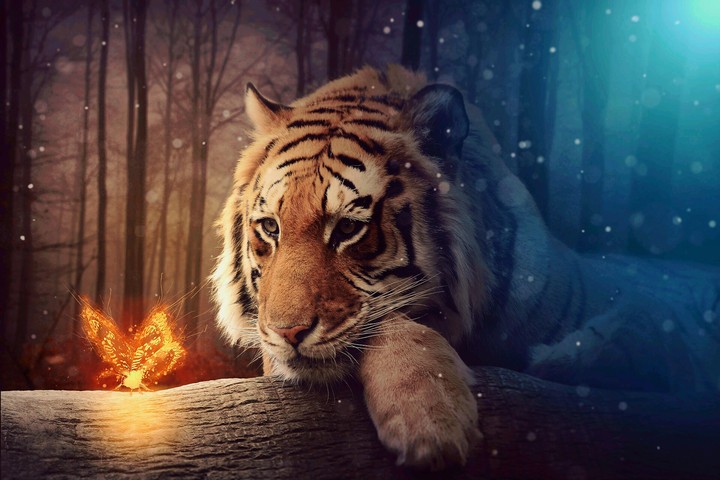 tiger
