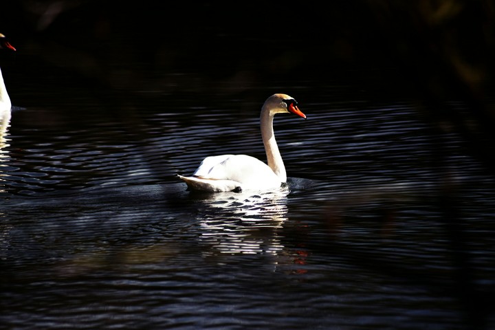 Swan