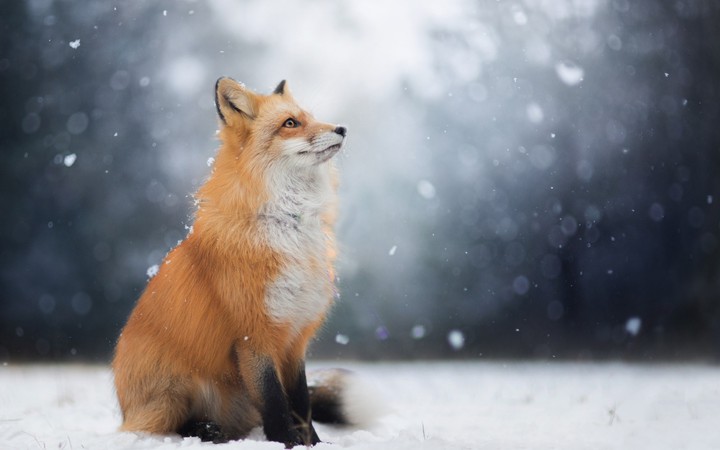 Fox and winter
