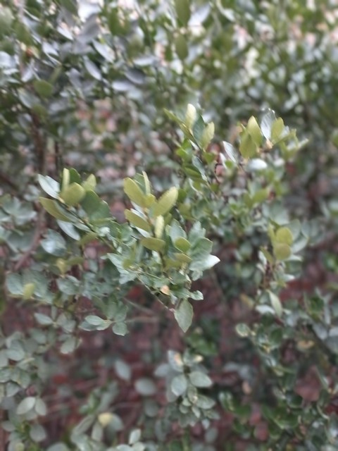 subshrub, evergreen Hintergrundbilder
