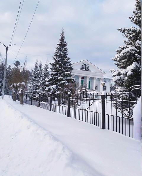 winter, evergreen wallpapers