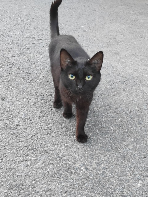 Уличный котик)