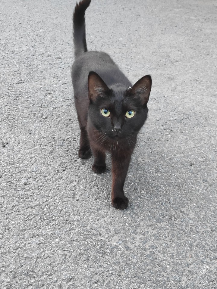 Уличный котик)