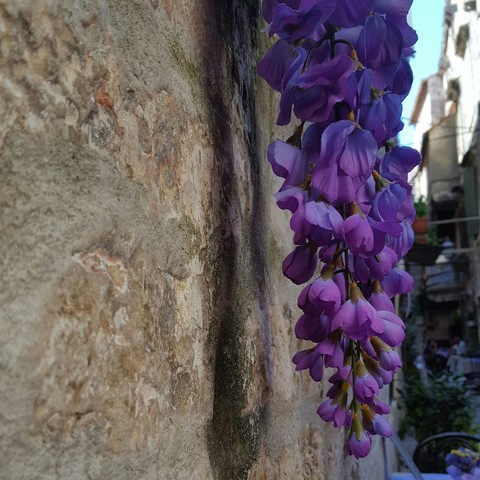 Violet