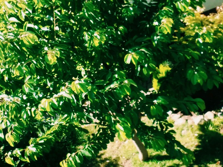 tree