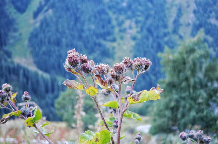Plant