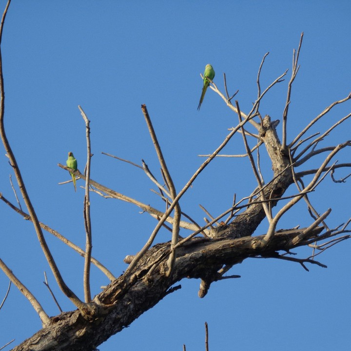 Parrots