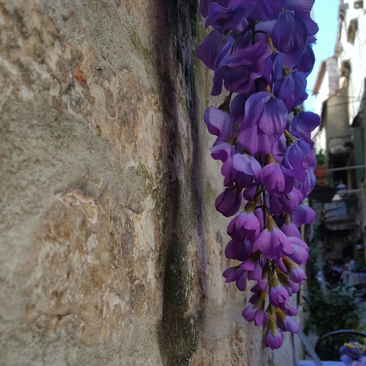 Violet