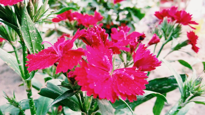 flowers