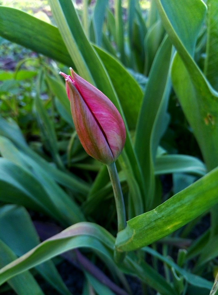 tulip