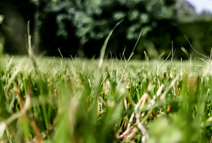 Grass