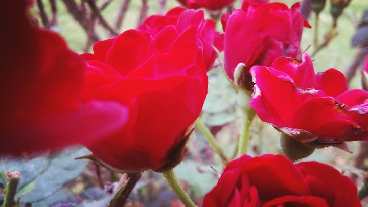 Rose