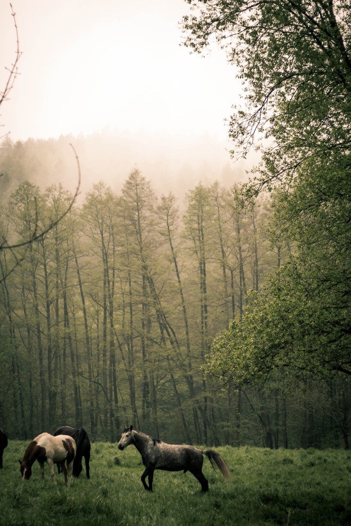 Pferde im Wald