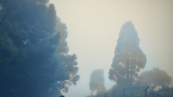 foggy forest